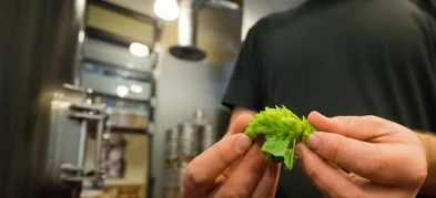 The Joy of Hops: Little Green Cones of Fun