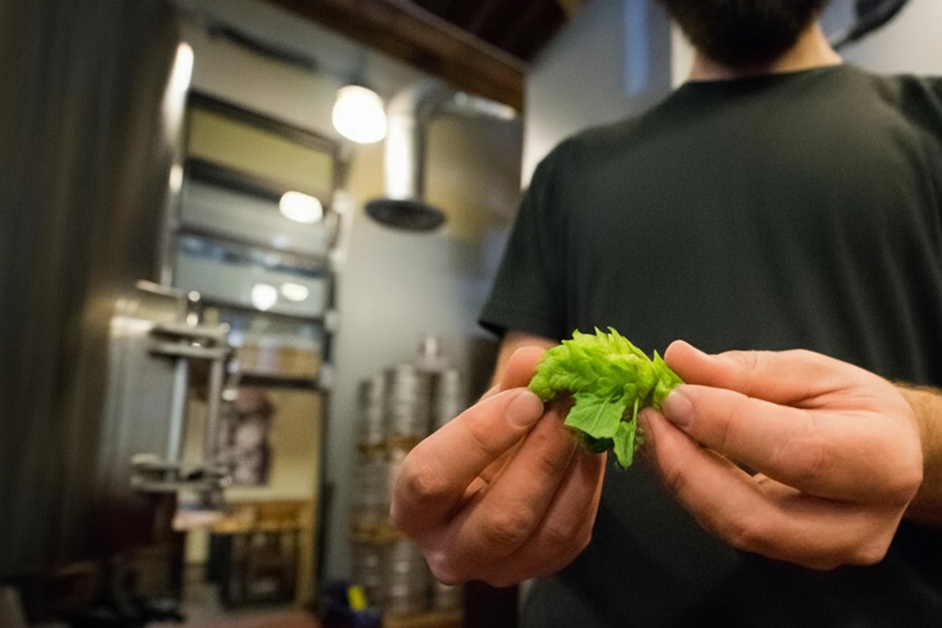 The Joy of Hops: Little Green Cones of Fun